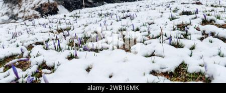 Croci e neve. fiori delicati e fiocchi di neve. Fiori primaverili viola e neve nella zona montuosa. Fiori primaverili sotto la neve primaverile. Foto Stock