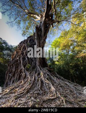 Radici di Angkor Foto Stock