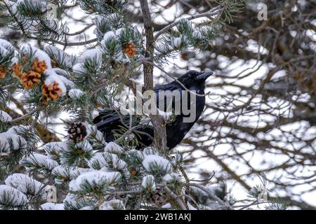 Il Grand Canyon, Arizona, USA. 7 gennaio 2024. Un corvo arroccato su un albero innevato lungo il bordo meridionale del Grand Canyon a seguito di una tempesta di neve che ha lasciato 3 o più centimetri di neve in tutto il parco e ha chiuso le strade intorno ad esso. (Immagine di credito: © Adam Delgiudice/ZUMA Press Wire) SOLO USO EDITORIALE! Non per USO commerciale! Crediti: ZUMA Press, Inc./Alamy Live News Foto Stock