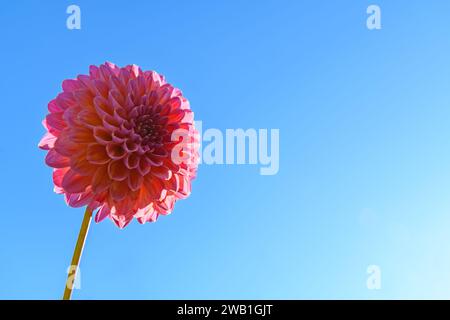 Pink runner dahlia. Fiore dahlia rosa. Foto Stock