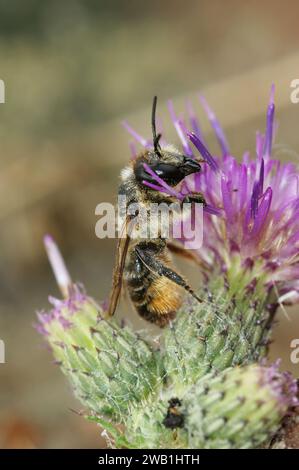 Primo piano dettagliato su una femmina della taglierina del legno europea Bee, Megachile ligniseca Foto Stock