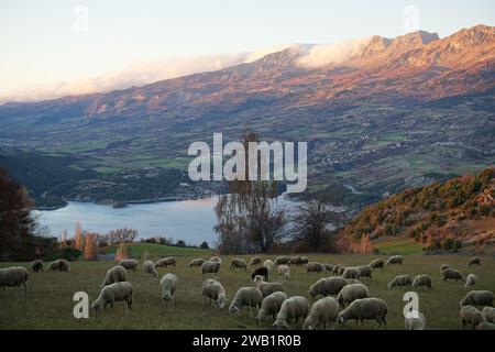 colori autunnali sopra il lago a serre pontico, alta alpi, francia con un gregge di pecore Foto Stock