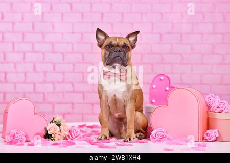 Il cane di San Valentino. Bulldog francese con hbowtie circondato da decorazioni stagionali rosa e rosse come scatole regalo e fiori di rosa Foto Stock