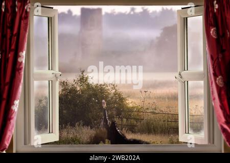 Finestra aperta che si affaccia sulla nebbiosa mattinata, con un gufo fienile sulla recinzione metallica nel Norfolk, Inghilterra Foto Stock