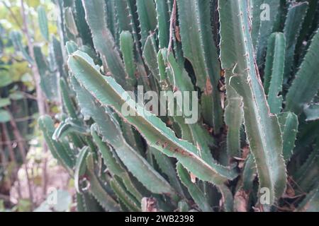 Primo piano verde albero di Cactus, Candelabra (Euphorbia ingens) Foto Stock