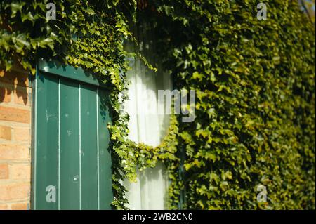 Green ivy leaves growing on brick wall and window with green shutters Foto Stock
