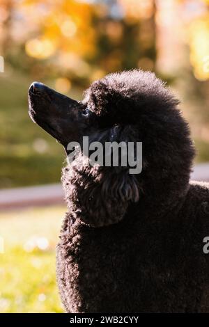 Ritratto retroilluminato del profilo laterale di Poodle in miniatura nero puro Foto Stock