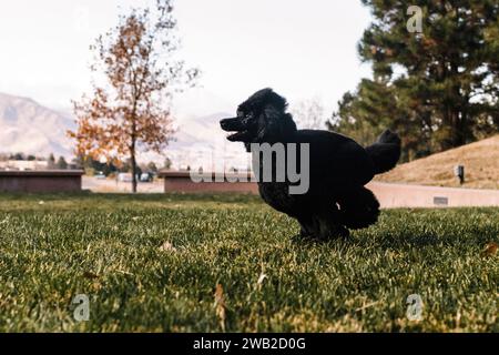 Black miniature Poodle che corre e gioca in erba in autunno Foto Stock