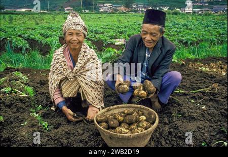 Indonesia. Coppia anziana che raccoglie patate su Sulawesi. Foto Stock