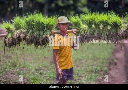 Indonesia, a Giava un uomo sta per piantare nuove piante di riso in una risaia intorno a Baduraden. Foto Stock