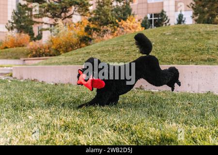 Barboncino in miniatura nero che gioca con il giocattolo nell'erba in autunno Foto Stock