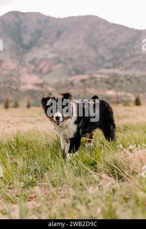 Mix di pastore australiano in campo verde sulle montagne del Colorado Foto Stock