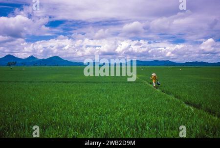 Indonesia, donna cammina attraverso le risaie di Giava. Foto Stock