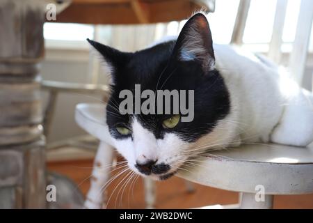 Il gatto bianco e nero si addormenta su Una sedia Foto Stock