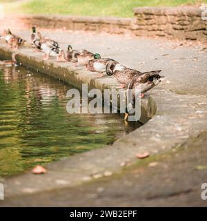 Diverse anatre in fila sul bordo dello stagno mentre una beve Foto Stock