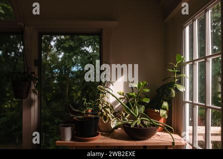 Natura morta di piante su un tavolo vicino alle finestre sotto la luce del sole Foto Stock