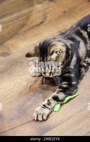 Tabby Cat che gioca con un worm toy, Java Whiskers Cat Cafe, Londra, Inghilterra Foto Stock