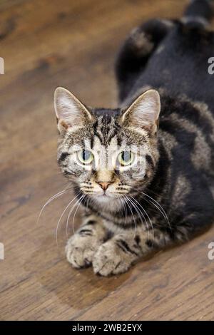 Tabby Cat Looking Scared, Java Whiskers Cat Cafe, Londra, Inghilterra Foto Stock