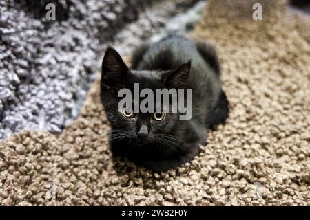 Gattino nero al Java Whiskers Cat Cafe, Londra, Inghilterra Foto Stock