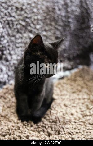 Gattino nero al Java Whiskers Cat Cafe, Londra, Inghilterra Foto Stock