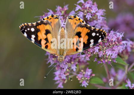 Lady dipinta o farfalla cosmopolita - Vanessa cardui - riposa sull'Origanum vulgare - origano o Marjoram selvatico Foto Stock