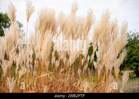 Prato decorativo in piuma contro il cielo in una giornata di sole autunnale in un giardino urbano a Dnipro, Ucraina. Piante ornamentali piumate. Foto Stock