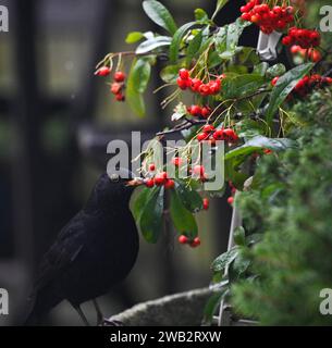 Brighton Regno Unito 8 gennaio 2024 - Un merluzzo ( Turdus merula) - uccelli britannici) caccia al cibo come la neve e la nevicata cadono nel Queens Park Brighton quando le temperature precipitano in tutta la Gran Bretagna dopo il recente clima umido e le inondazioni : Credit Simon Dack / Alamy Live News Foto Stock