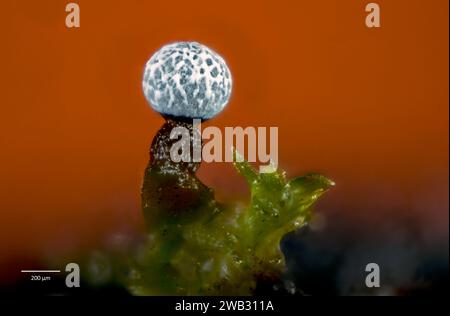 Sporocarp (corpo fruttifero) della muffa di melma Physarum sp. (Eventualmente P. corticola). Dopo 7 settimane in coltura di corteccia raccolta a Hidra, sud-ovest-ovest Foto Stock