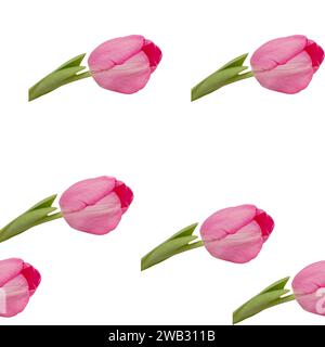 Motivo senza cuciture di morbidi tulipani rosa con stelo verde su sfondo bianco Foto Stock