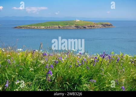 Ammira i fiori selvatici fino a St Tudwal's Island West dal sentiero costiero sulla penisola di Llyn in estate vicino ad Abersoch, Gwynedd, Galles del nord, Regno Unito, Gran Bretagna Foto Stock