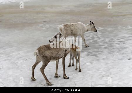 famille de rennes dans la neige Foto Stock