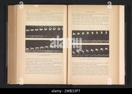 Caduta di un gatto, anonimo, c. 1884 - in o prima del 1894 stampa fotomeccanica France paper Cat. caduta Foto Stock