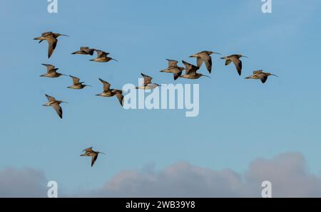 Gregge di Curlew (Numenius arquata) Foto Stock