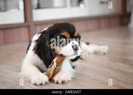 Il carino cavalier charles King spaniel mastica l'osso giocattolo, il cane graffia i denti Foto Stock