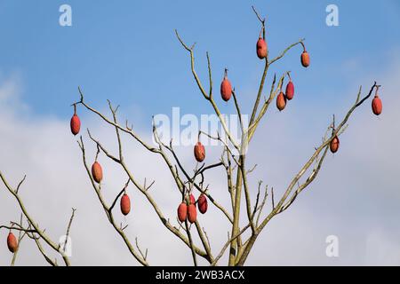 Frutti brasiliani kapok, stato di Amazonas, Brasile Foto Stock