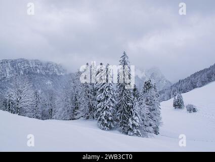 Inverno nel massiccio della Chartreuse, dipartimento dell'Isère, regione Auvergne-Rhône-Alpes, Francia Foto Stock