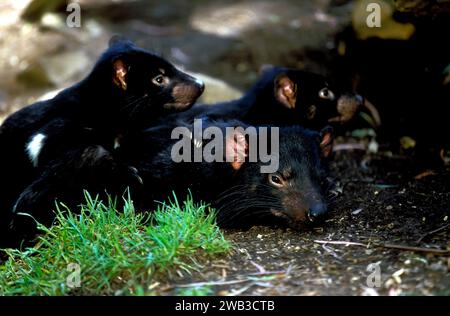 Tasmanian Devils, Tasmania, Australia Foto Stock