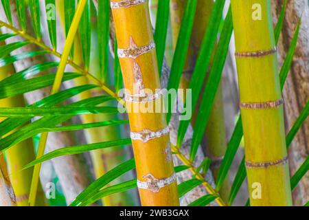 Bambù giallo verde e palme nel Parco tropicale sul Corcovado alto da Boa Vista Rio De Janeiro Brasile. Foto Stock