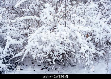 Sfondo invernale di piante innevate alberi e rami nel parco cittadino nelle giornate fredde. Natura bianca Foto Stock