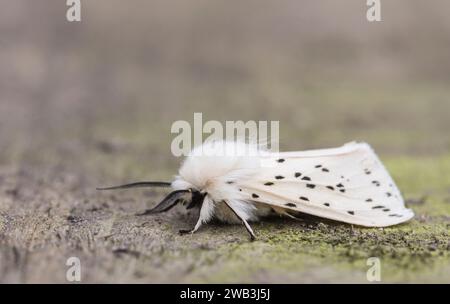 Spilosoma Lubricipedia, che riposa in un'area ombreggiata di un giardino, Co Durham, giugno Foto Stock