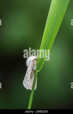 Spilosoma Lubricipedia, posato su un gambo erboso in un'area ombreggiata di un giardino, Co Durham, giugno Foto Stock