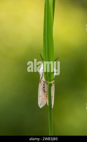 Spilosoma Lubricipedia, posato su un gambo erboso in un'area ombreggiata di un giardino, Co Durham, giugno Foto Stock