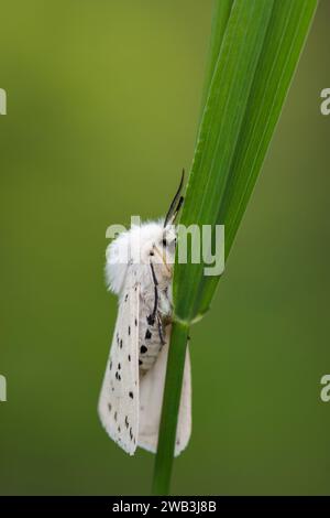 Spilosoma Lubricipedia, posato su un gambo erboso in un'area ombreggiata di un giardino, Co Durham, giugno Foto Stock