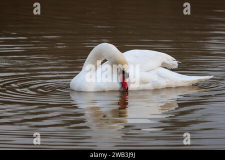 Cigno muto Cygnus olor, grande uccello d'acqua bianco collo lungo manopola nera arancione rossa alla base del becco più grande nei maschi che predano l'acqua nella stagione invernale del Regno Unito Foto Stock