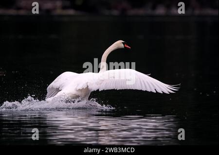 Un maestoso cigno bianco è raffigurato a metà volo, le ali si estendono, mentre spruzza acqua in un lago tranquillo Foto Stock