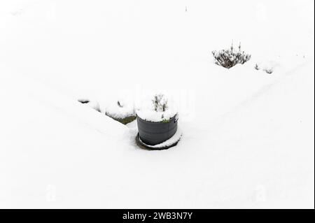 Guardando verso il basso le piante innevate in un contenitore da giardino durante l'inverno Foto Stock