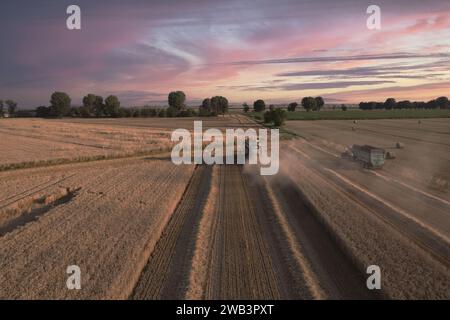 Vista aerea della mietitrebbiatrice che trebbiano grano su campi estesi al tramonto in estate nel nord Italia Foto Stock