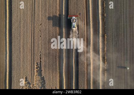 Vista aerea della mietitrebbiatrice che trebbiano grano su campi estesi al tramonto in estate nel nord Italia Foto Stock