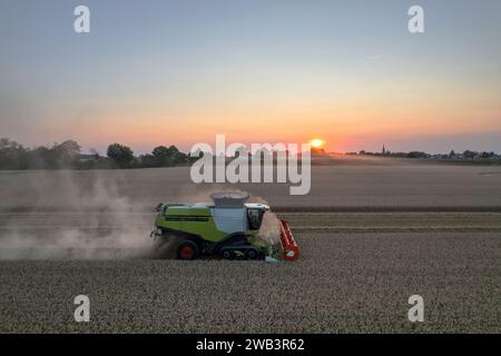 Vista aerea della mietitrebbiatrice che trebbiano grano su campi estesi al tramonto in estate nel nord Italia Foto Stock