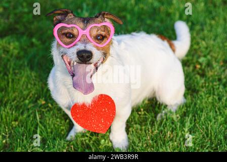 Buon San Valentino. Cane che indossa occhiali a forma di cuore e ciondolo all'esterno Foto Stock